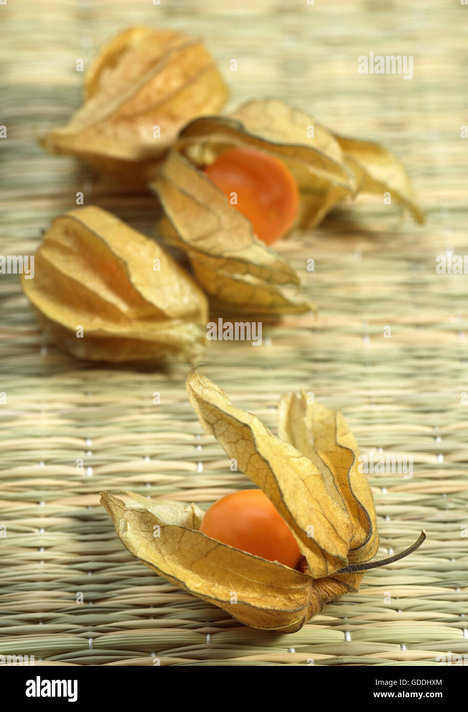 Chinesische Laterne Obst, Physalis alkekengi Stockfoto