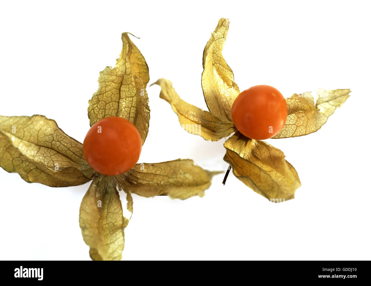 Lampion Früchte, Physalis Alkekenge weißen Hintergrund Stockfoto