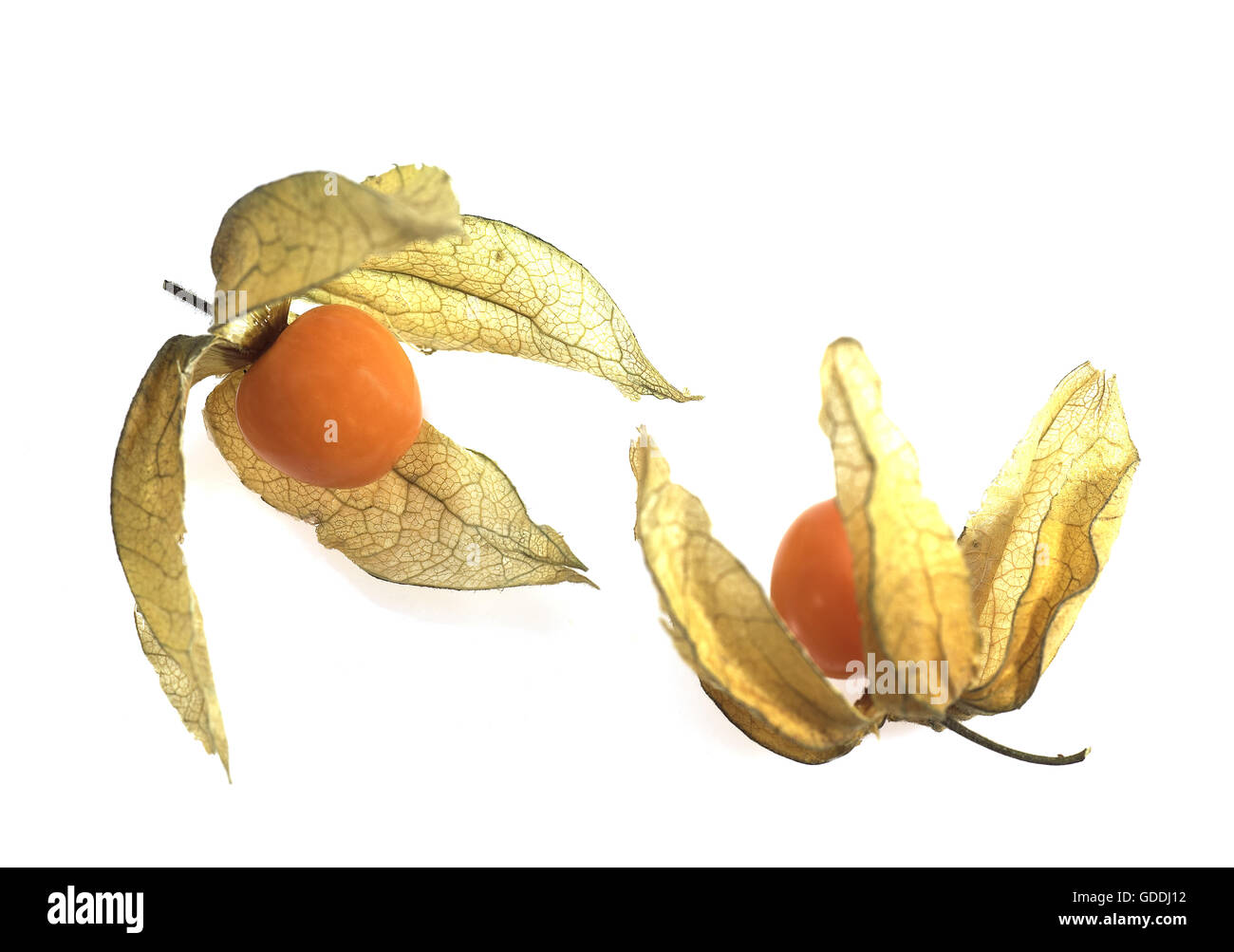 Lampion Früchte, Physalis Alkekenge weißen Hintergrund Stockfoto