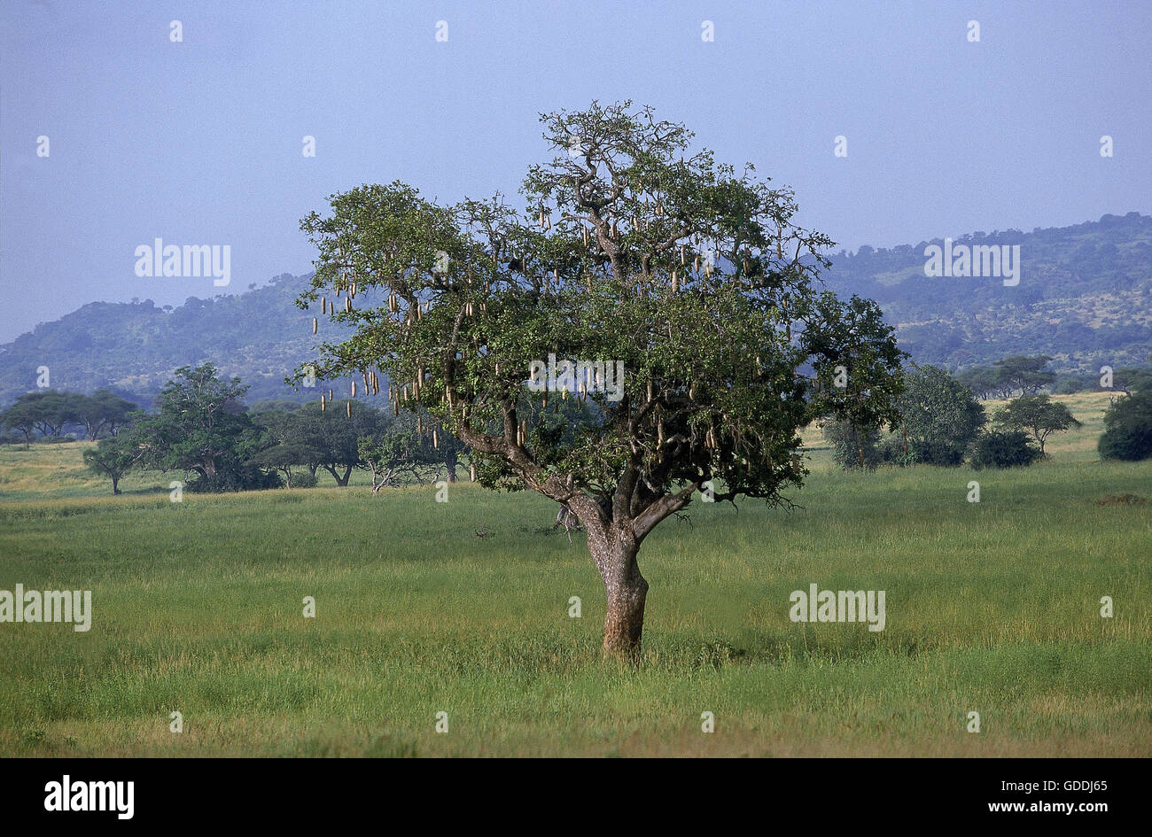 Wurst-Baum, Kigelia Africana, Tarangire Park in Tansania Stockfoto