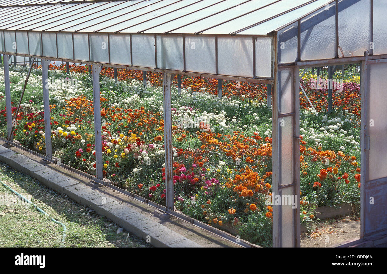 Glasshouse images Fotos und Bildmaterial in hoher Auflösung Alamy