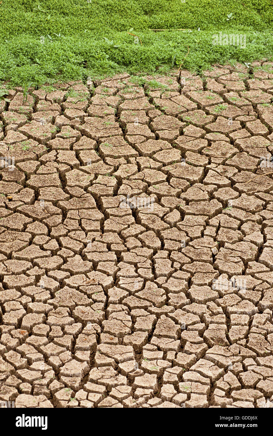 Trockenheit in Kenia Stockfoto