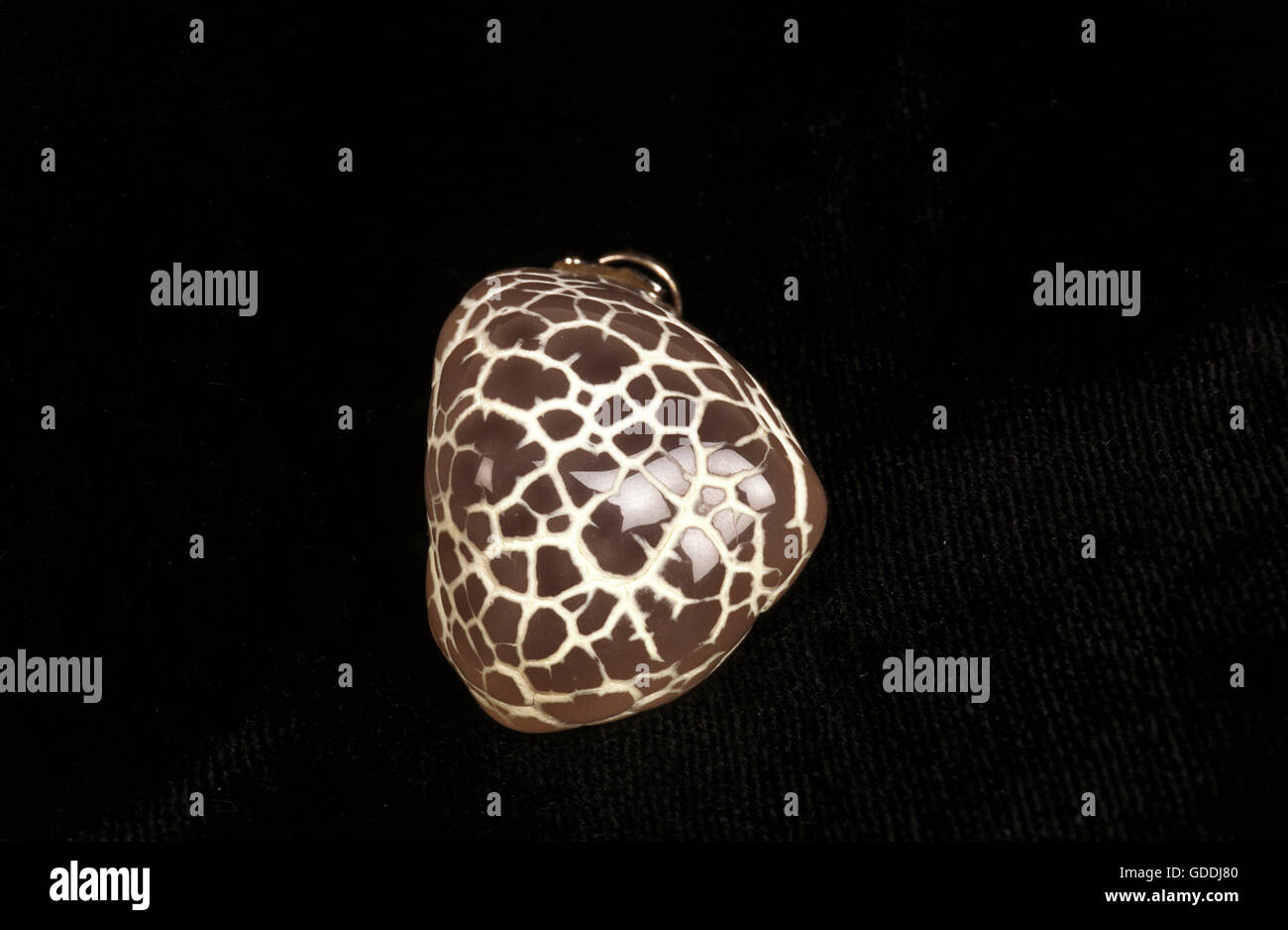 Snake Skin Achat Stein vor schwarzem Hintergrund Stockfoto