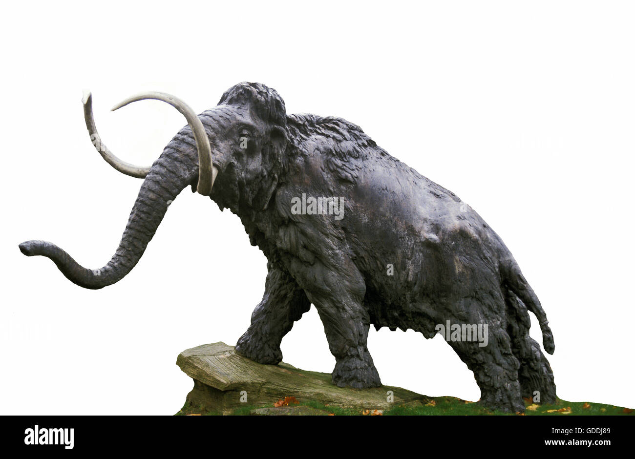 Bilder von mammut -Fotos und -Bildmaterial in hoher Auflösung – Alamy