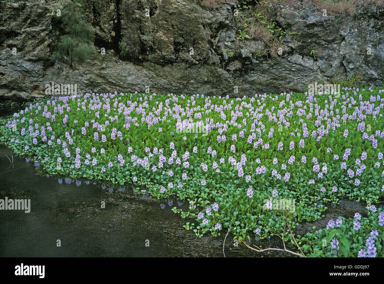 RIVER abgedeckt durch WASSERHYAZINTHEN Eichhornia Crassipes, neu-KALEDONIEN Stockfoto