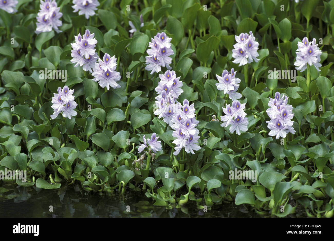 Wasserhyazinthe, Eichhornia Crassipes, Abdeckung Fluß, Malaysia Stockfoto