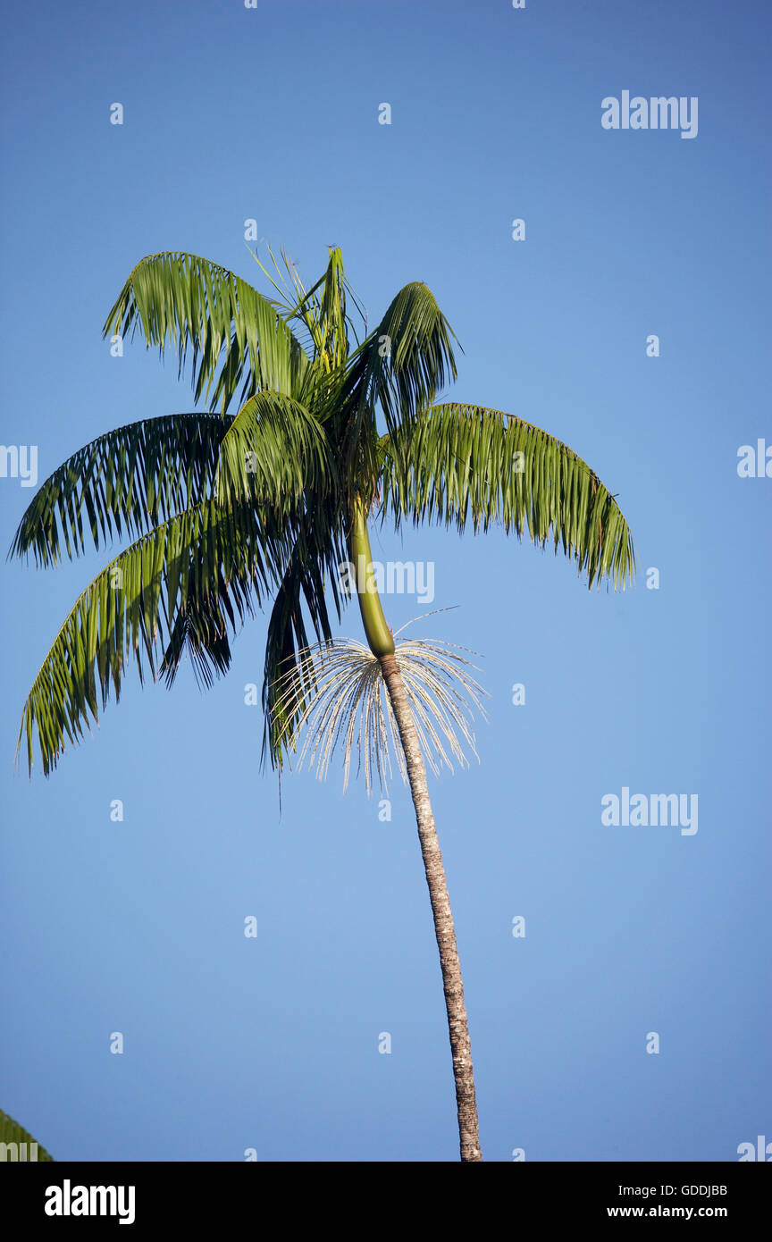 Moriche Plam, Mauritia Flexuosa, Bäume produzieren Herz der Palme, Irinoco Delta in Venezuela Stockfoto