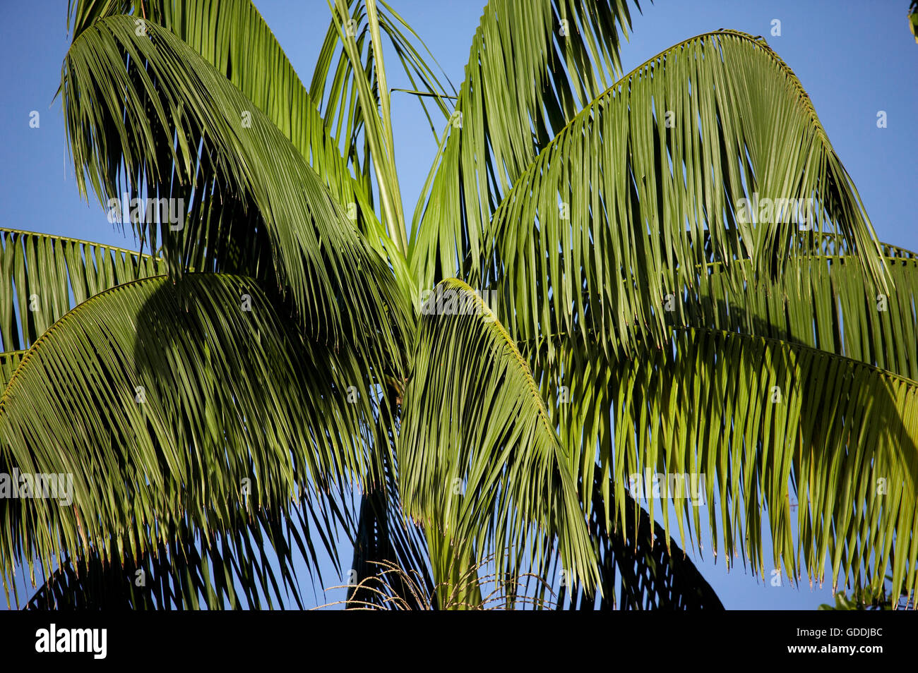 Moriche Plam, Mauritia Flexuosa, Bäume produzieren Herz der Palme, Irinoco Delta in Venezuela Stockfoto
