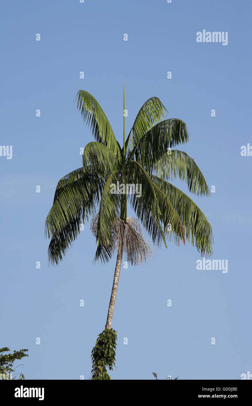Moriche Plam, Mauritia Flexuosa, Baum-Herstellung von Herzen von Palm, Orinoco Delta in Venezuela Stockfoto