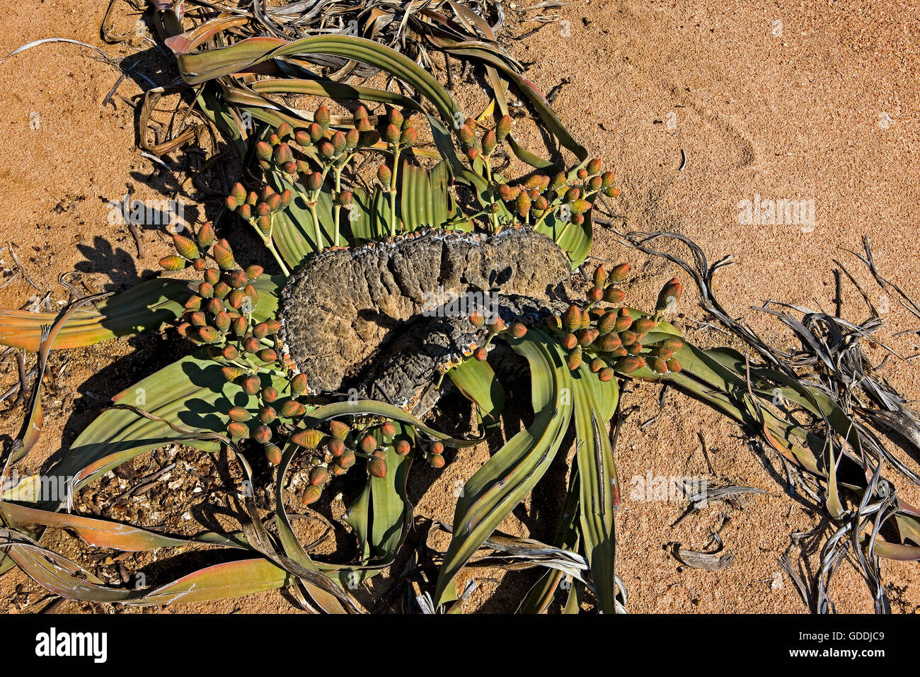 Welwitschia, Welwitschia Mirabilis, lebendes Fossil, Namib Wüste in Namibia Stockfoto