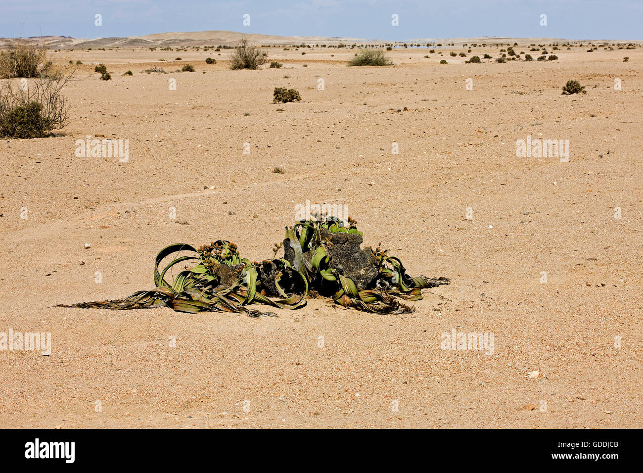 Welwitschia, Welwitschia Mirabilis, lebendes Fossil Pflanze, Namib Wüste in Namibia Stockfoto