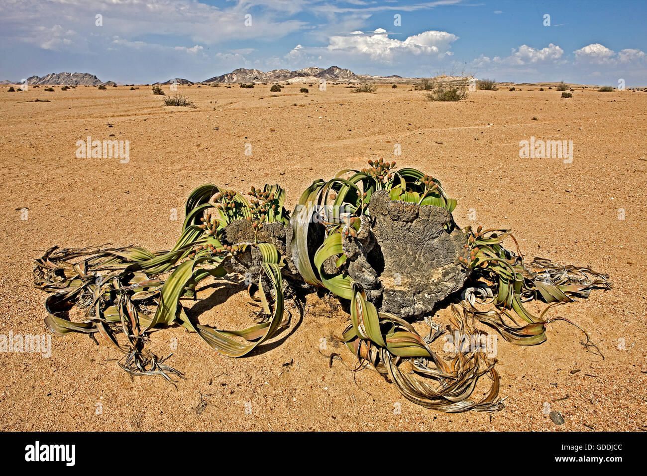 WELWITSCHIA Welwitschia Mirabilis, NAMIBWÜSTE IN NAMIBIA Stockfoto