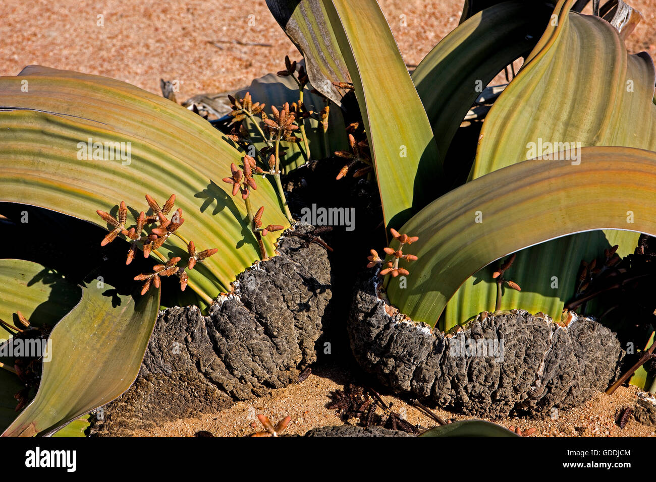 Welwitschia, Welwitschia Mirabilis, lebendes Fossil Pflanze, Namib Wüste in Namibia Stockfoto