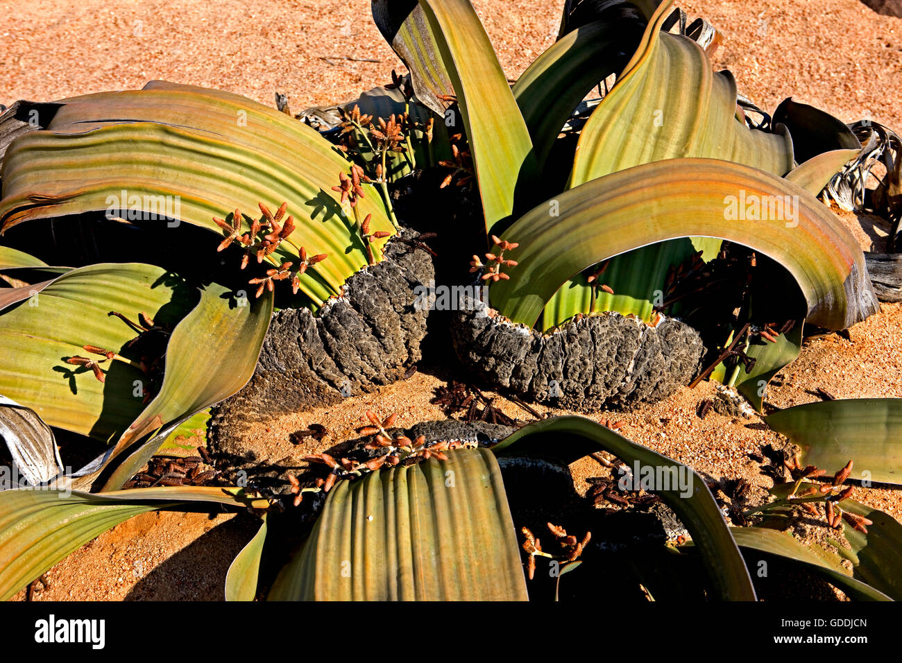 Welwitschia, Welwitschia Mirabilis, lebendes Fossil, Namib Wüste in Namibia Stockfoto