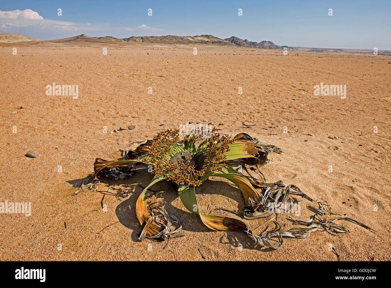 Welwitschia, Welwitschia Mirabilis, lebendes Fossil, Namib Wüste in Namibia Stockfoto