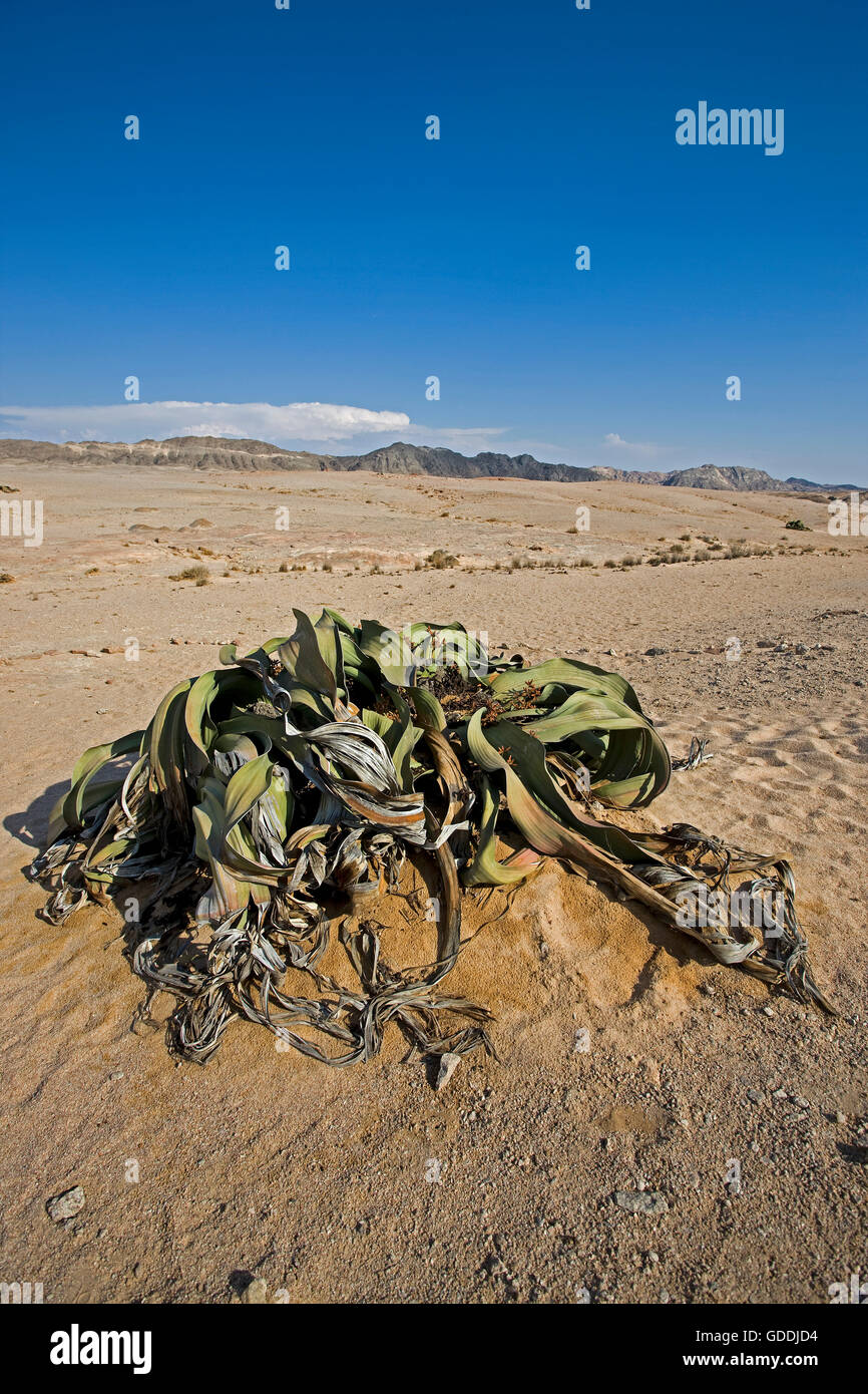 Welwitschia, Welwitschia Mirabilis, lebendes Fossil, Namib Wüste in Namibia Stockfoto