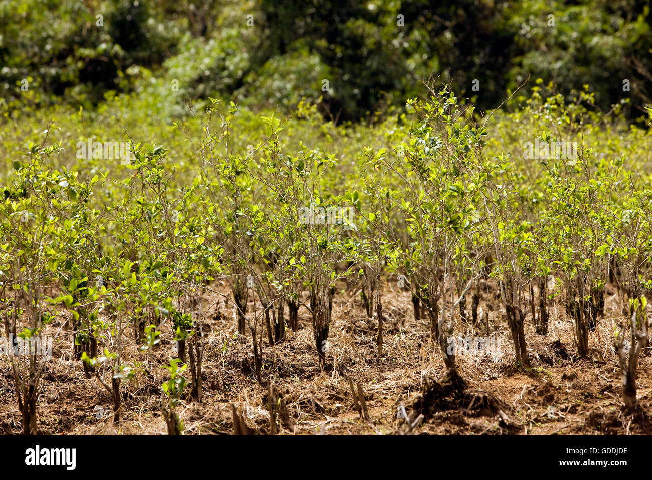 Erythroxylum Coca Coca Stockfotos und bilder Kaufen Alamy