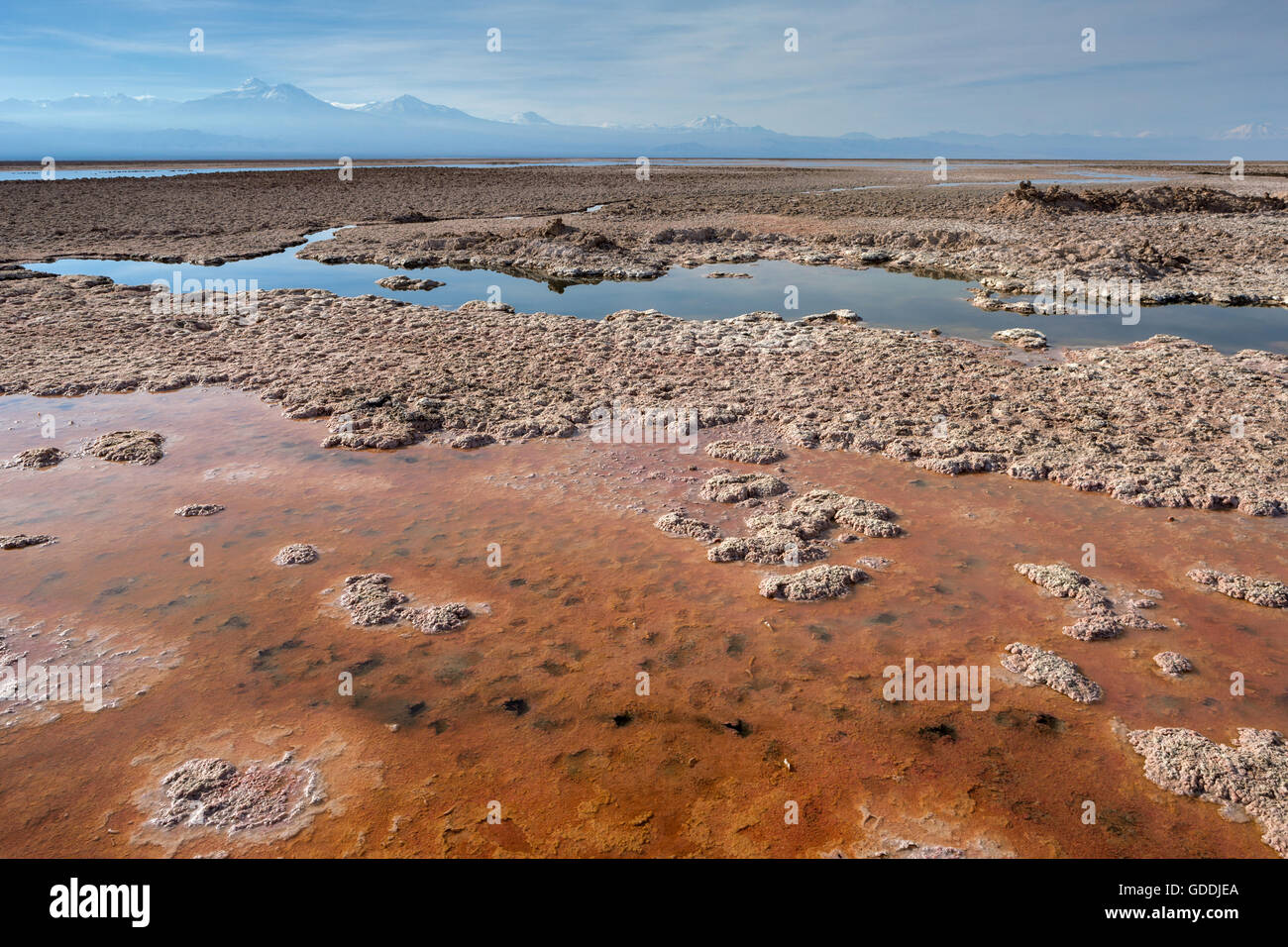 Laguna de Chaxa, Chile, Atacama Stockfoto