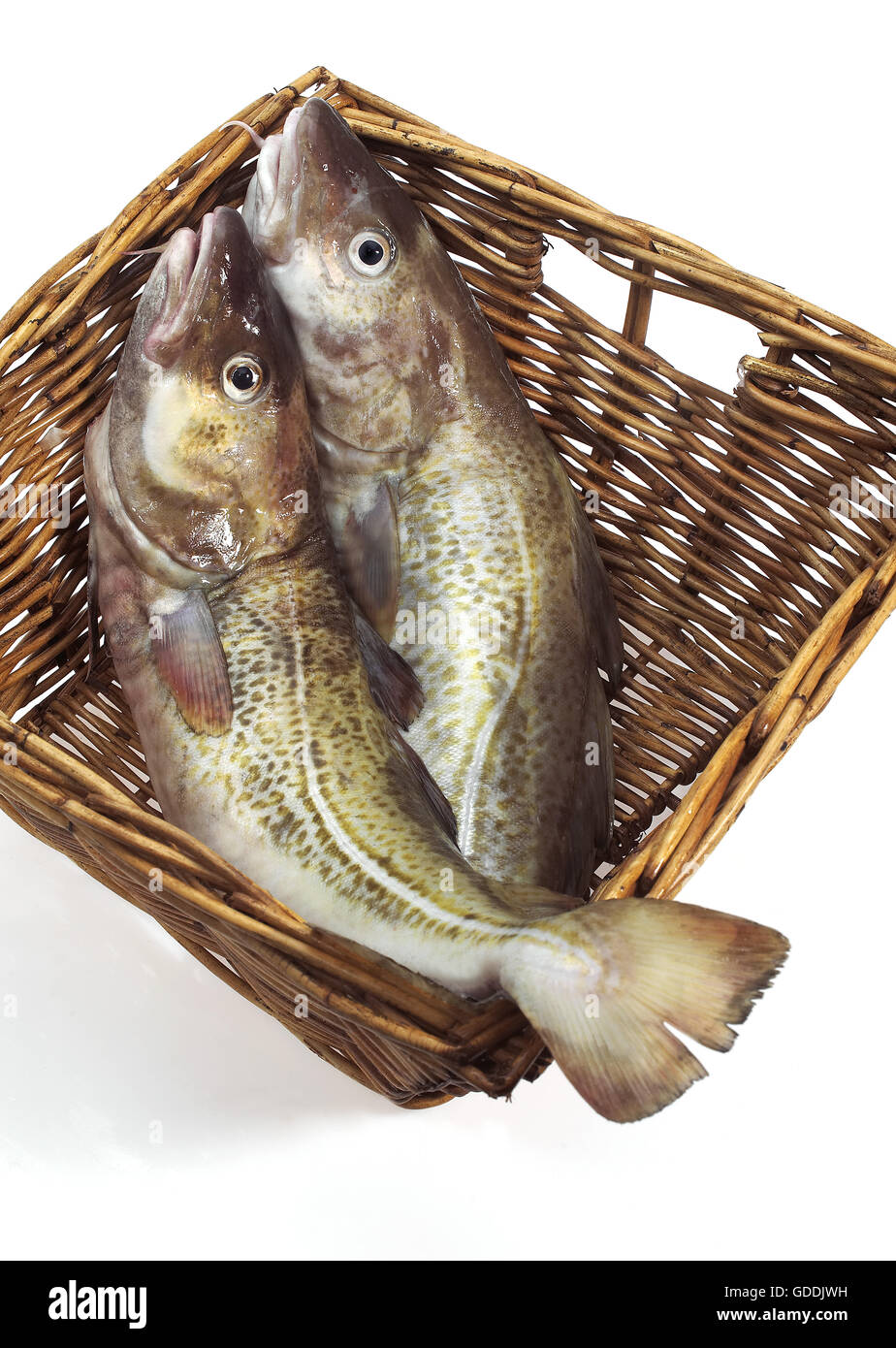 FRISCHER Kabeljau Gadus Morrhua IN A BASKET Stockfoto