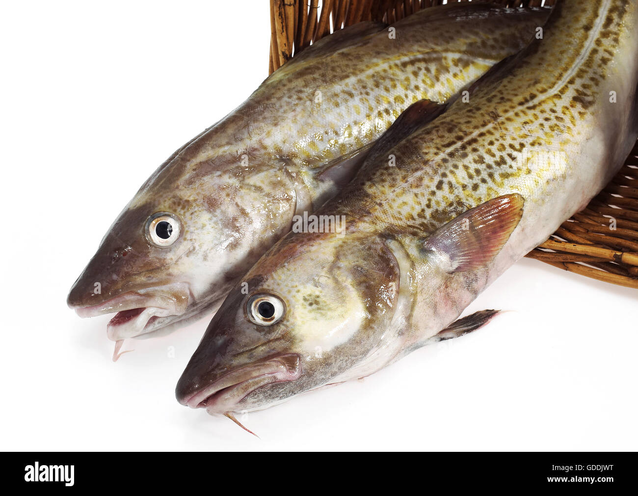 Atlantischer kabeljau gadus morhua -Fotos und -Bildmaterial in hoher ...