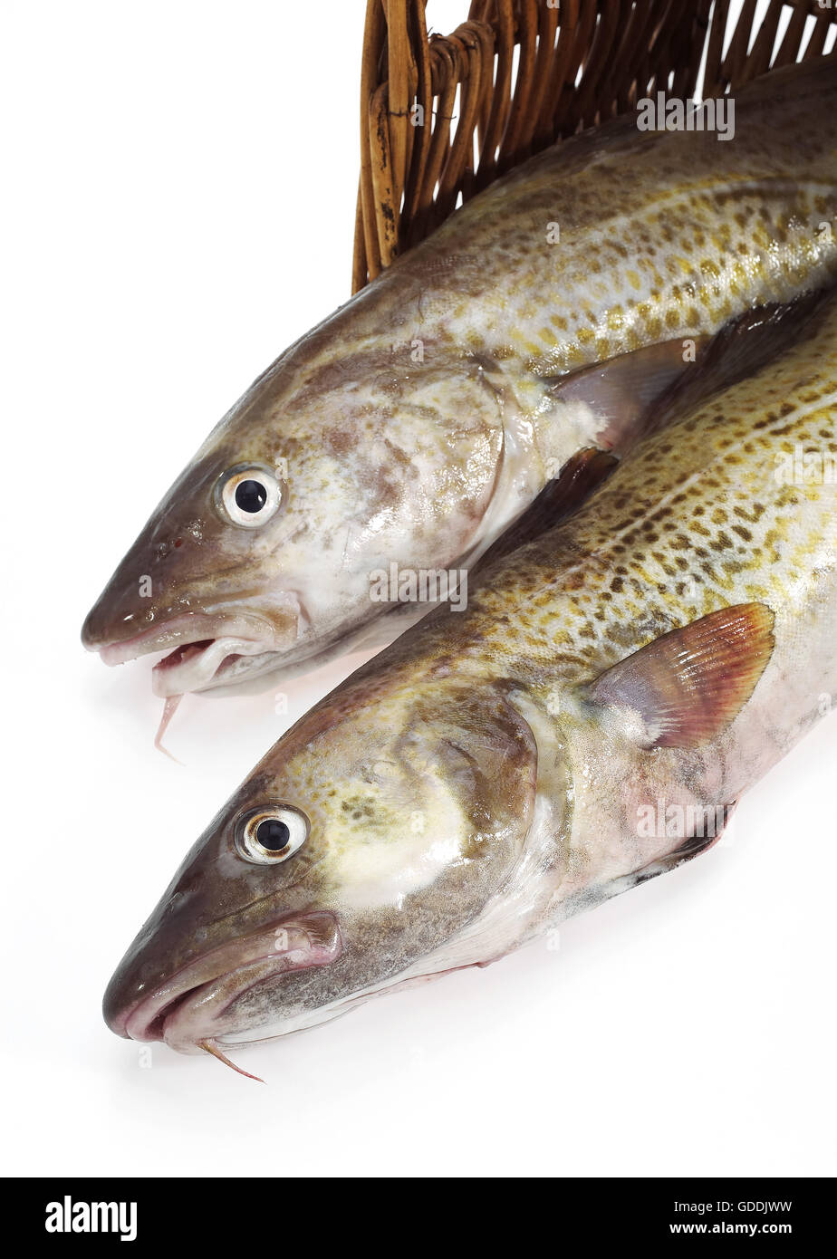 FRISCHER Kabeljau Gadus Morrhua IN A BASKET Stockfoto
