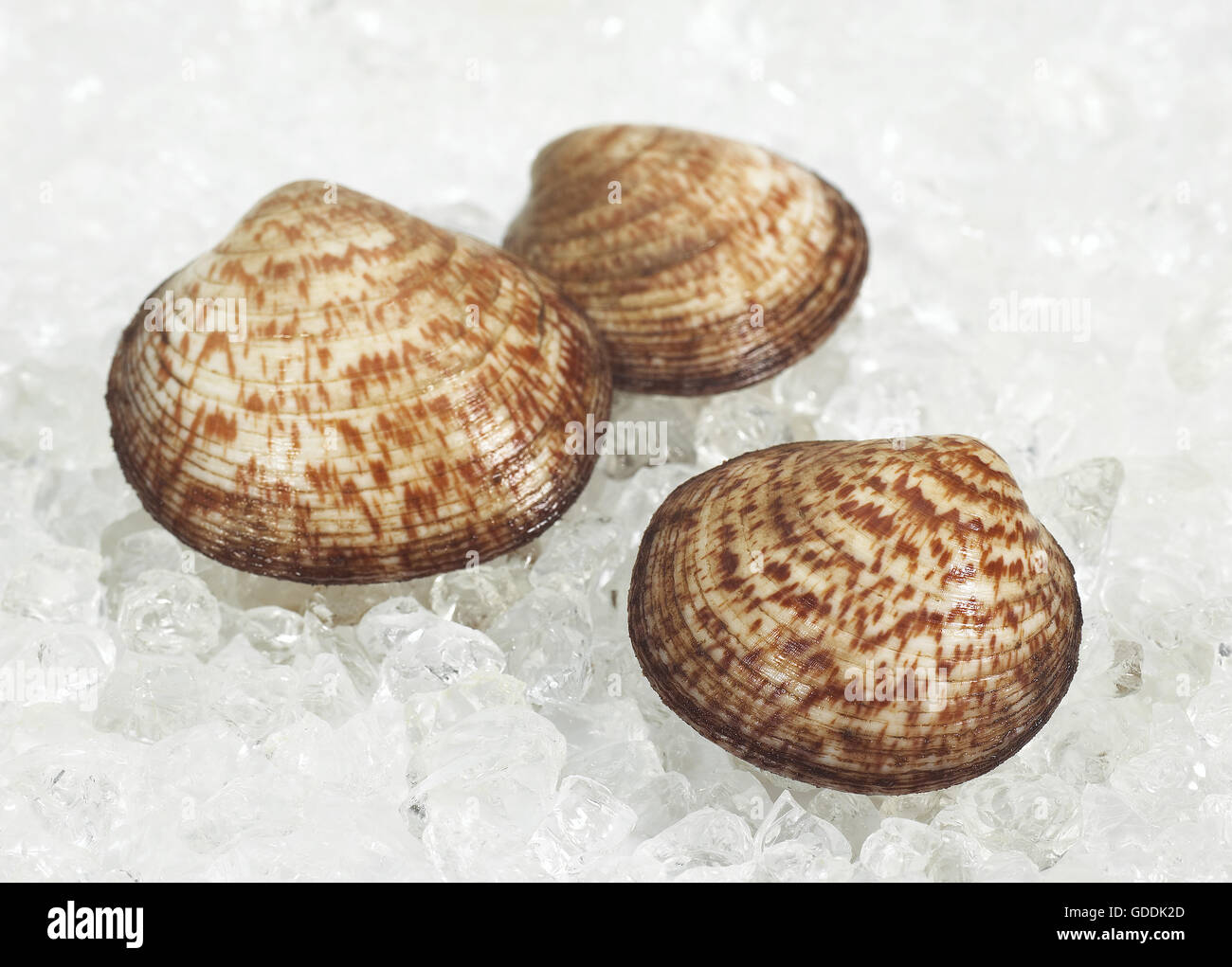 Hund COCKLE SHELL Glycymeris Glycymeris ON ICE Stockfoto