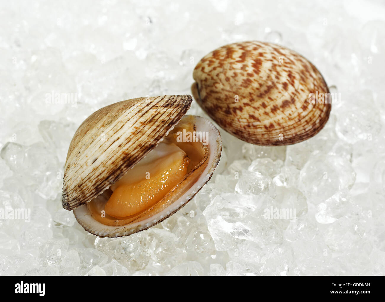 Hund COCKLE SHELL Glycymeris Glycymeris ON ICE Stockfoto