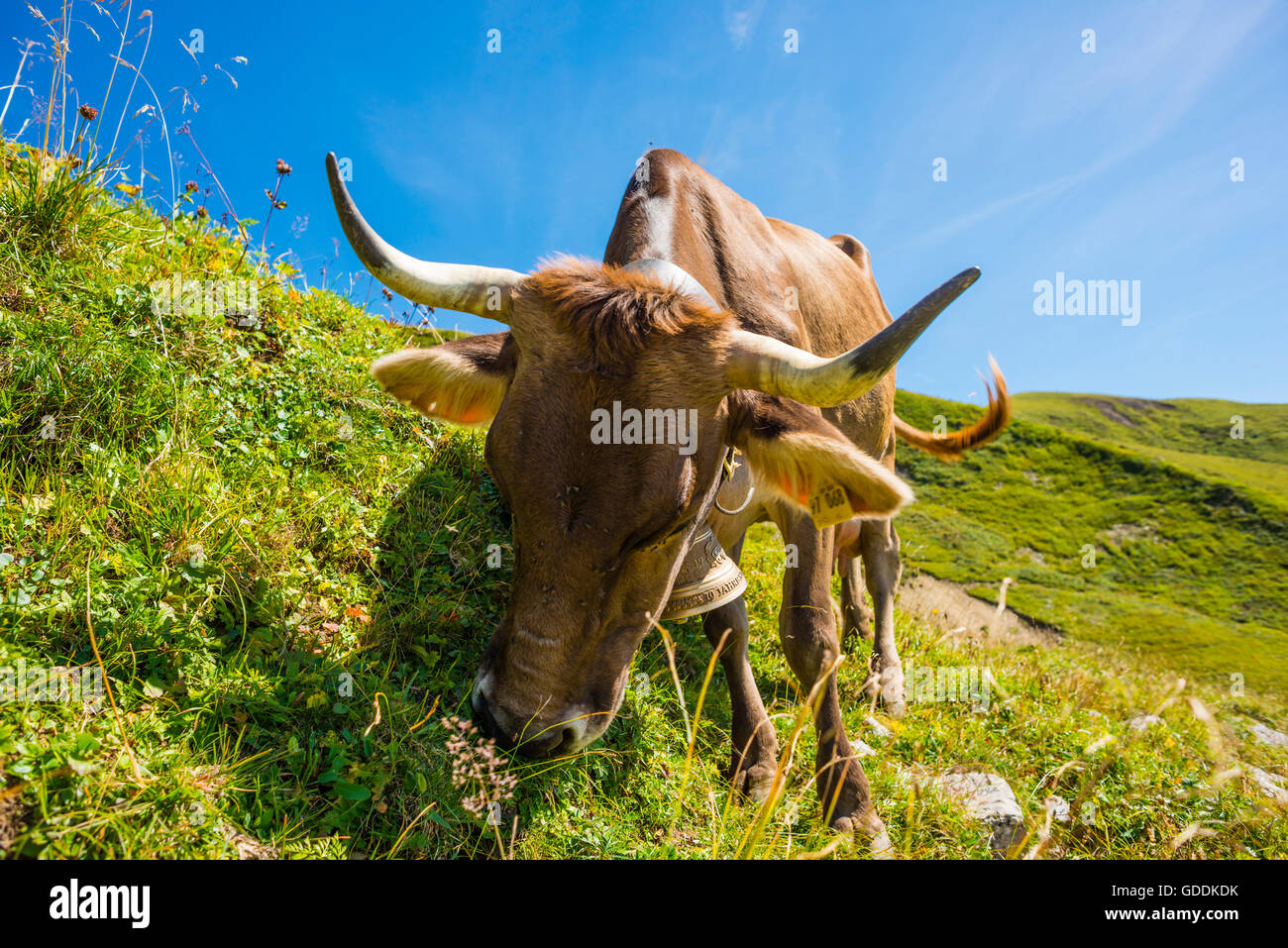 Allgäu, Allgäuer Alpen, Allgäu braune Rinder, Alpine Rasen, Bayern, in der Nähe von Oberstdorf, Bos Primigenius Taurus, braune Rinder, Keim Stockfoto