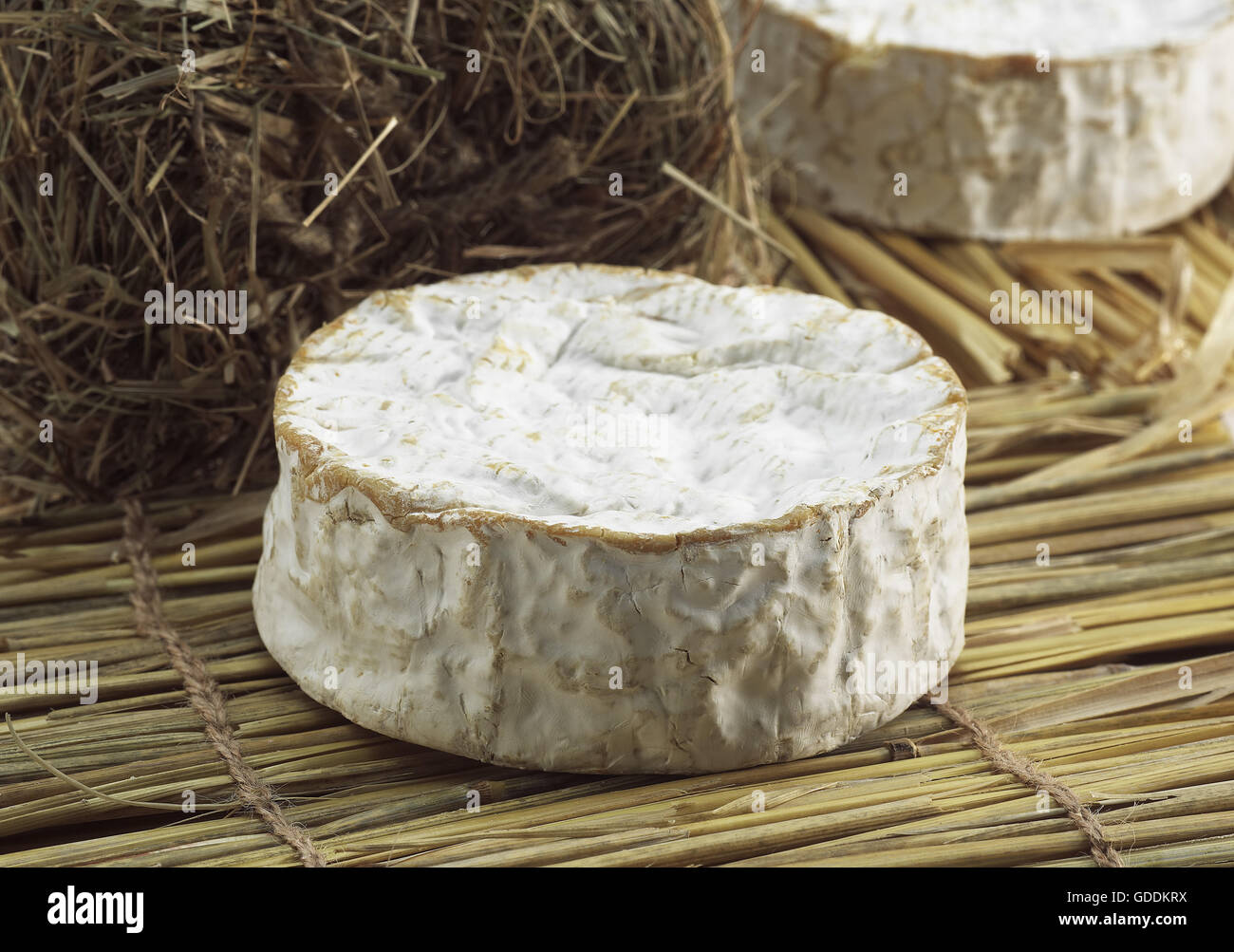 Camembert, französischen Käse aus Kuhmilch in der Normandie Stockfoto