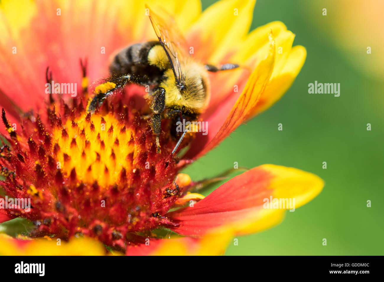 Honigbiene Bestäubung eine Blume Stockfoto