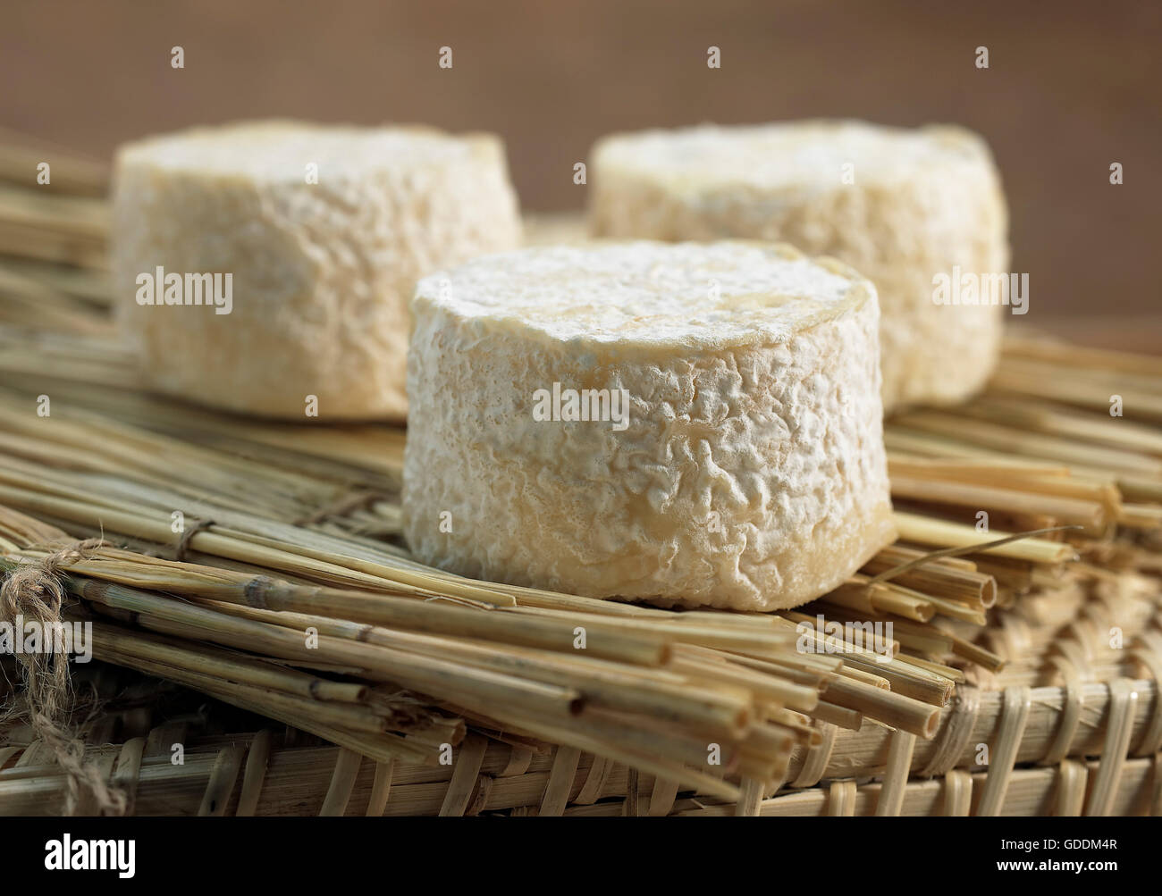 Französische Käse namens Crottin mit Ziegenmilch Käse gemacht Stockfoto
