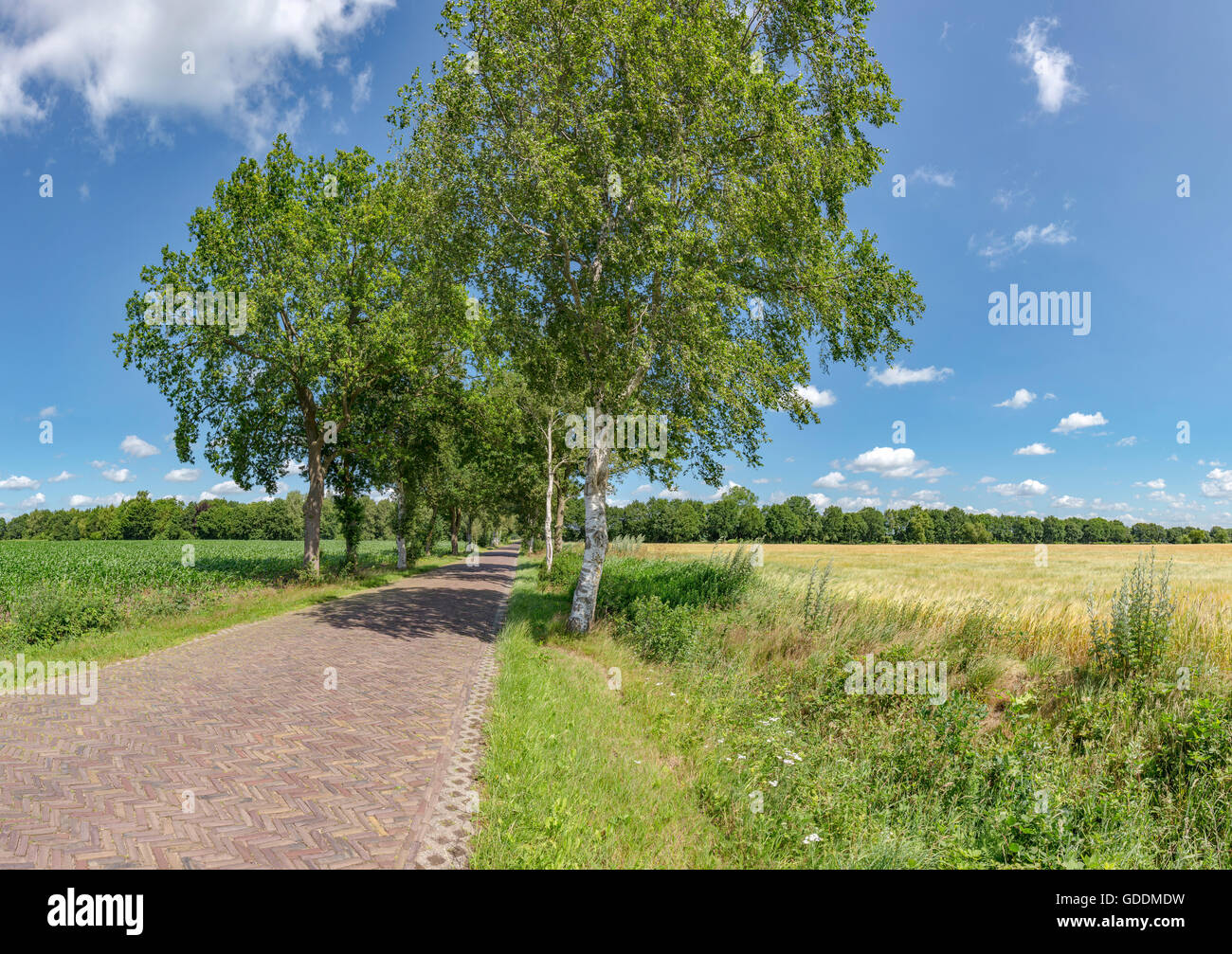 Langelo, Drenthe, Backstein gepflasterte Straße mit Bäumen auf beiden Seiten entlang einem Maisfeld Stockfoto