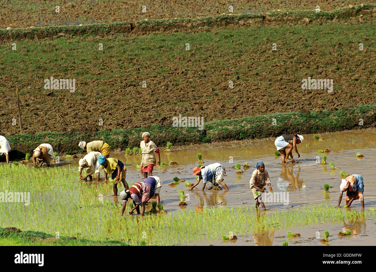 Frauen arbeiten im Reisfeld, Pflanzen Reis, Madagaskar Stockfoto