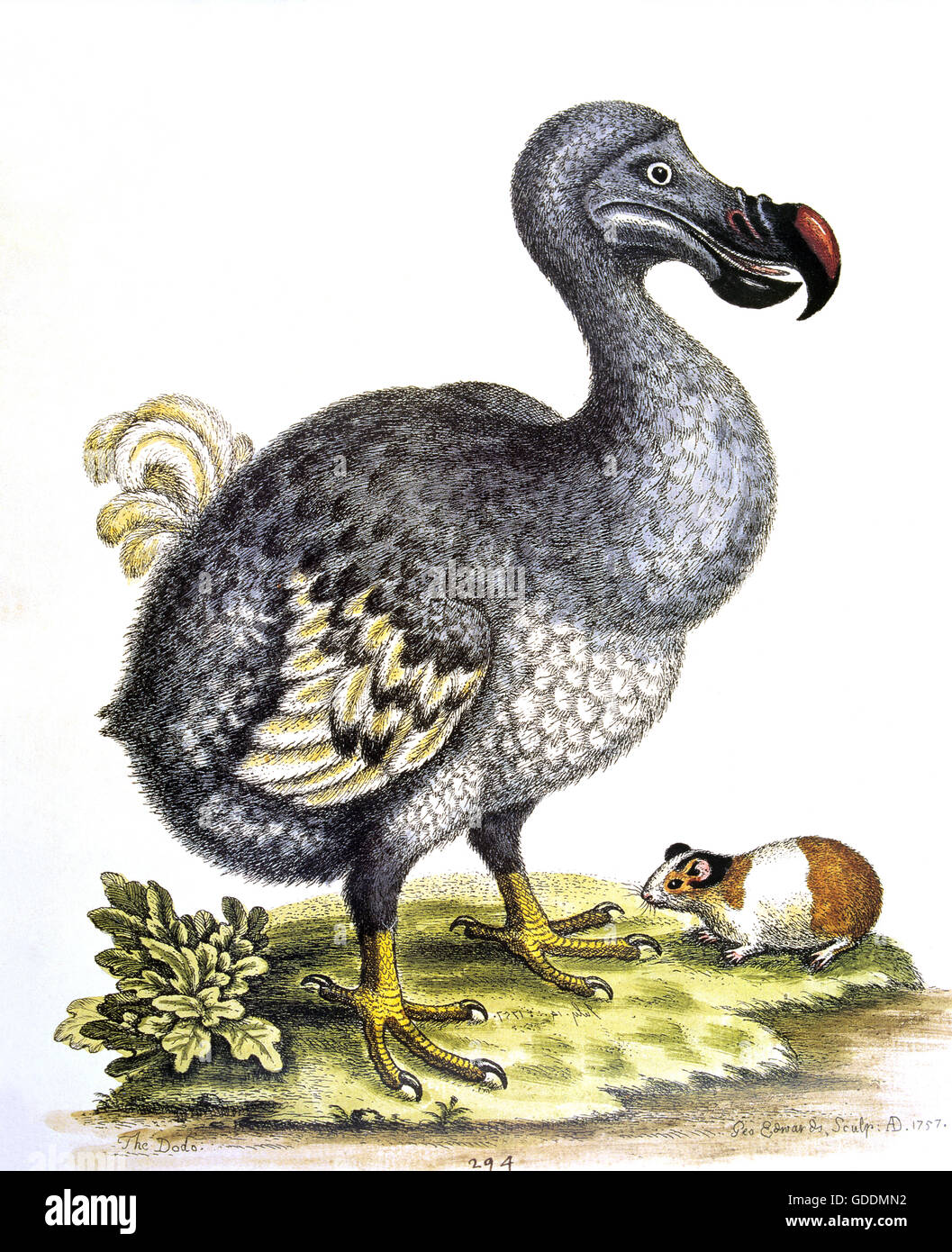 DODO-Vogel Raphus Cucullatus, ausgestorbene Vogel Stockfoto