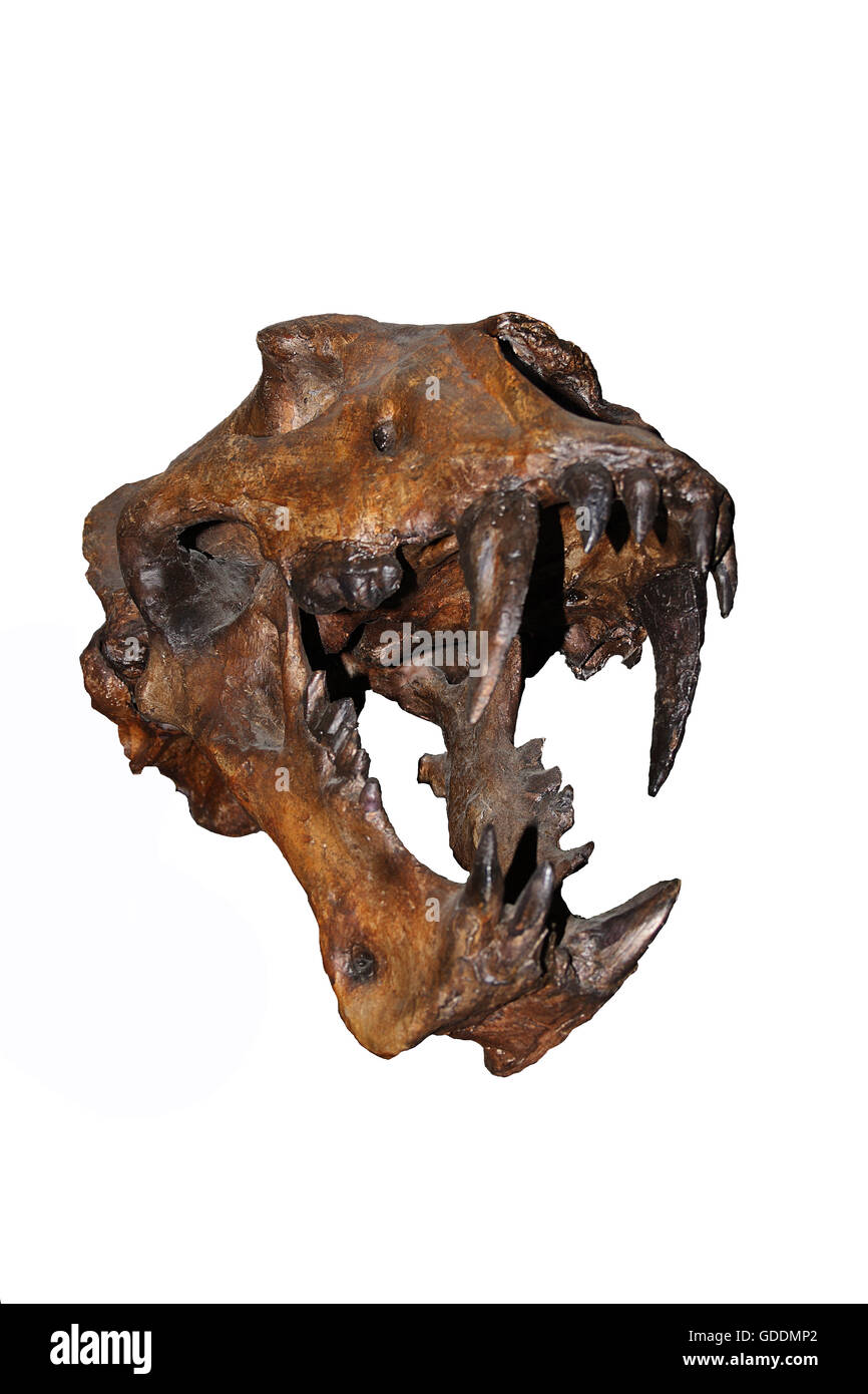 Schädel des Scimitar Cat, Homotherium Serum, Säbel-gezahnte Katze verschwunden vor 10 000 Jahren Beringie Museum in Kanada Stockfoto