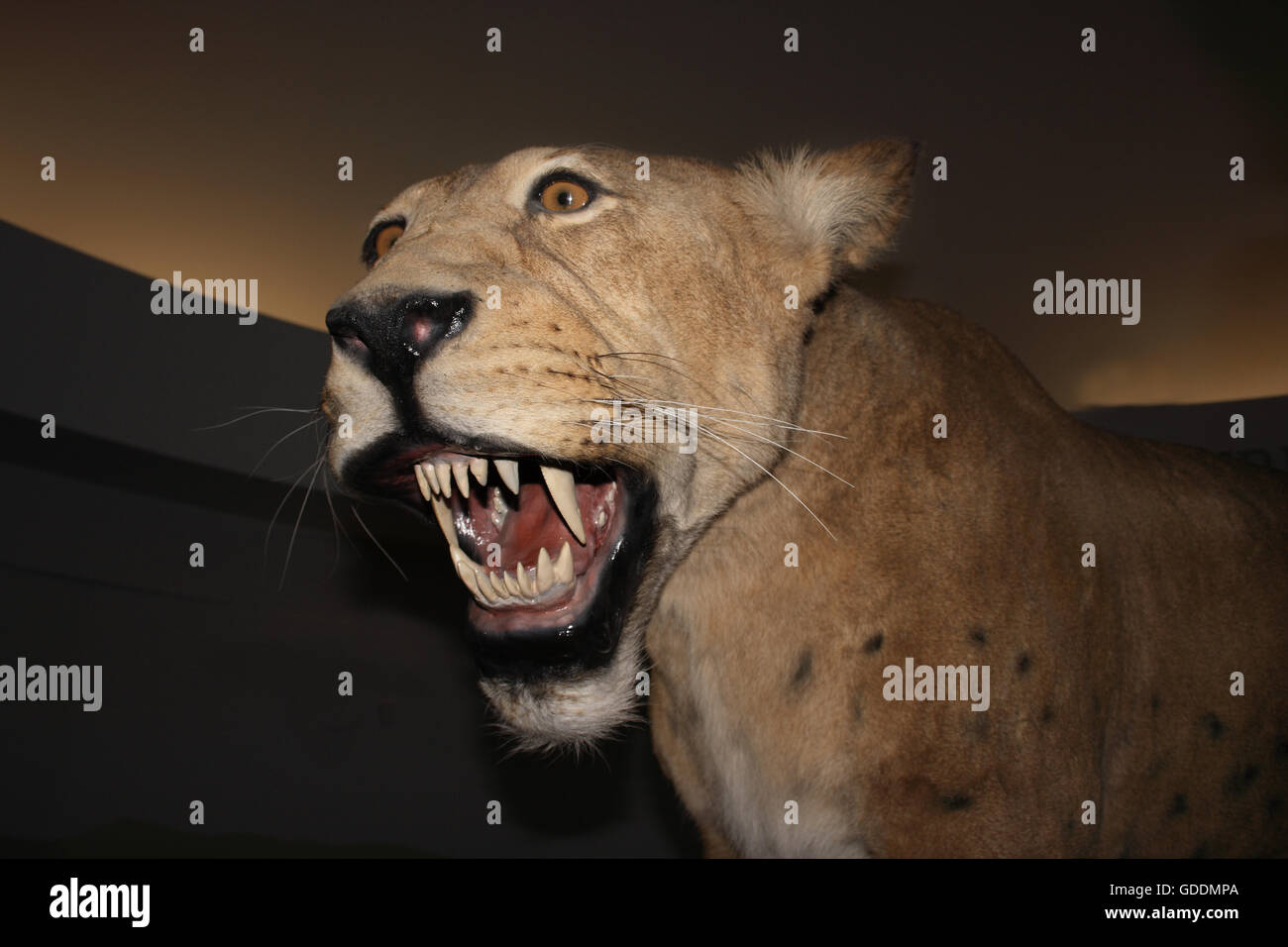Krummsäbel Katze, Homotherium Serum, Säbel-gezahnte Katze verschwunden vor 10 000 Jahren Beringie Museum in Kanada Stockfoto