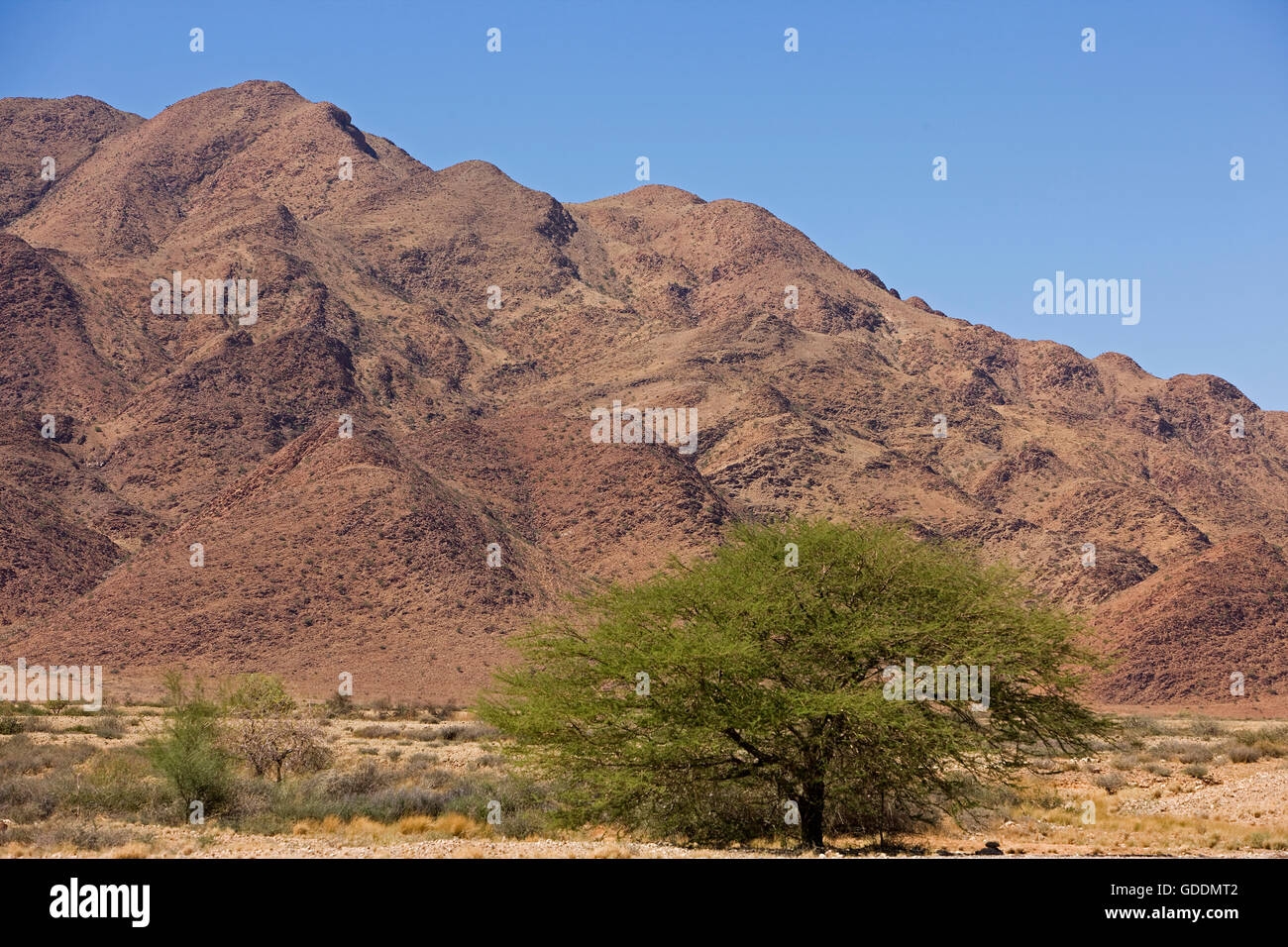 Wüste Namib-Naukluft Park, Namibia Stockfoto
