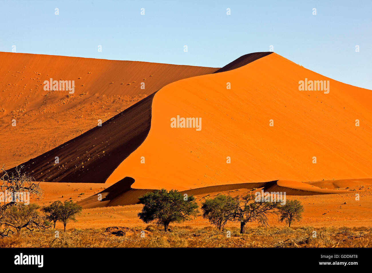 Wüste Namib, Namib-Naukluft-Park, Sossusvlei Dünen, Namibia Stockfoto