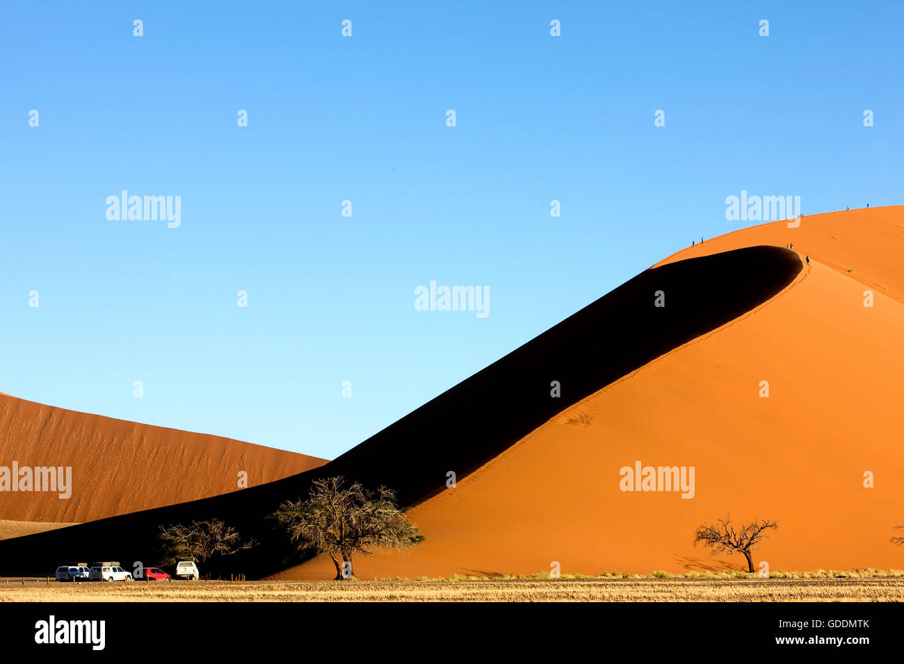 Wüste Namib, Namib-Naukluft-Park, Sossusvlei Dünen, Düne 45, Namibia Stockfoto