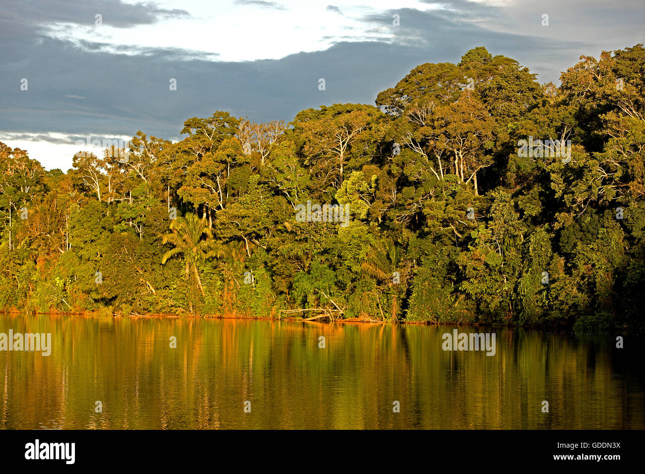 Regenwald und Madre de Dios Fluss, Manu Nationalpark in Peru Stockfoto