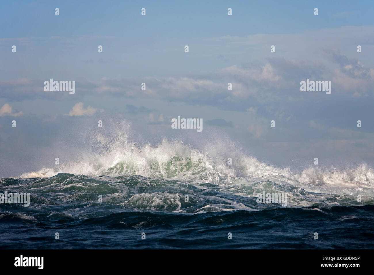 Welle, Küste bei Hermanus in Südafrika Stockfoto