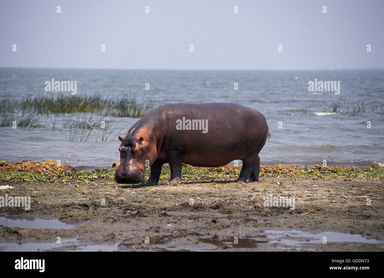 Nilpferd, Hippopotamus Amphibius, Erwachsene stehen in der Nähe von See, Kenia Stockfoto