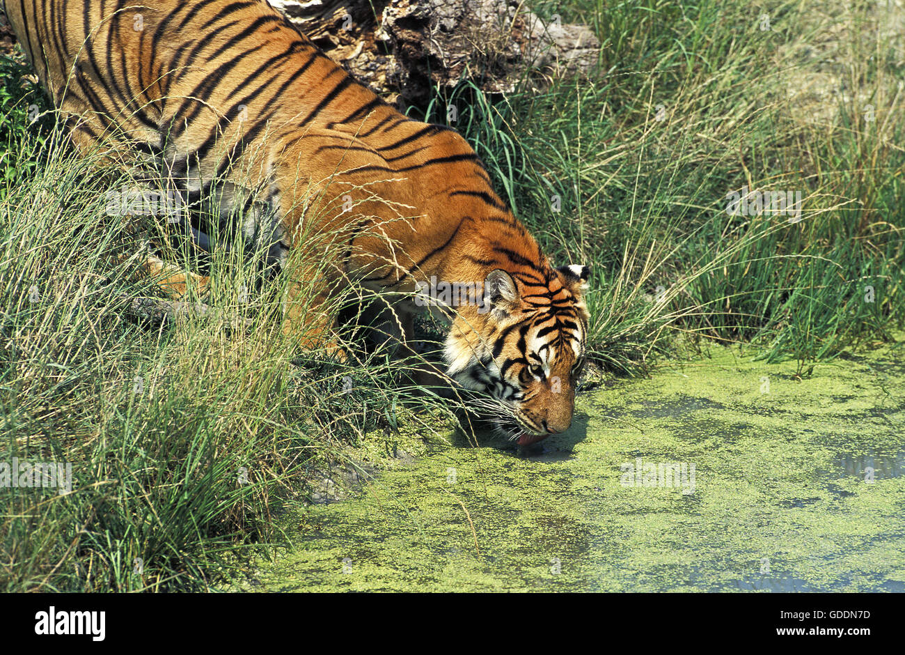 Bengal Tiger, Panthera Tigris Tigris, Erwachsene Trinkwasser Stockfoto