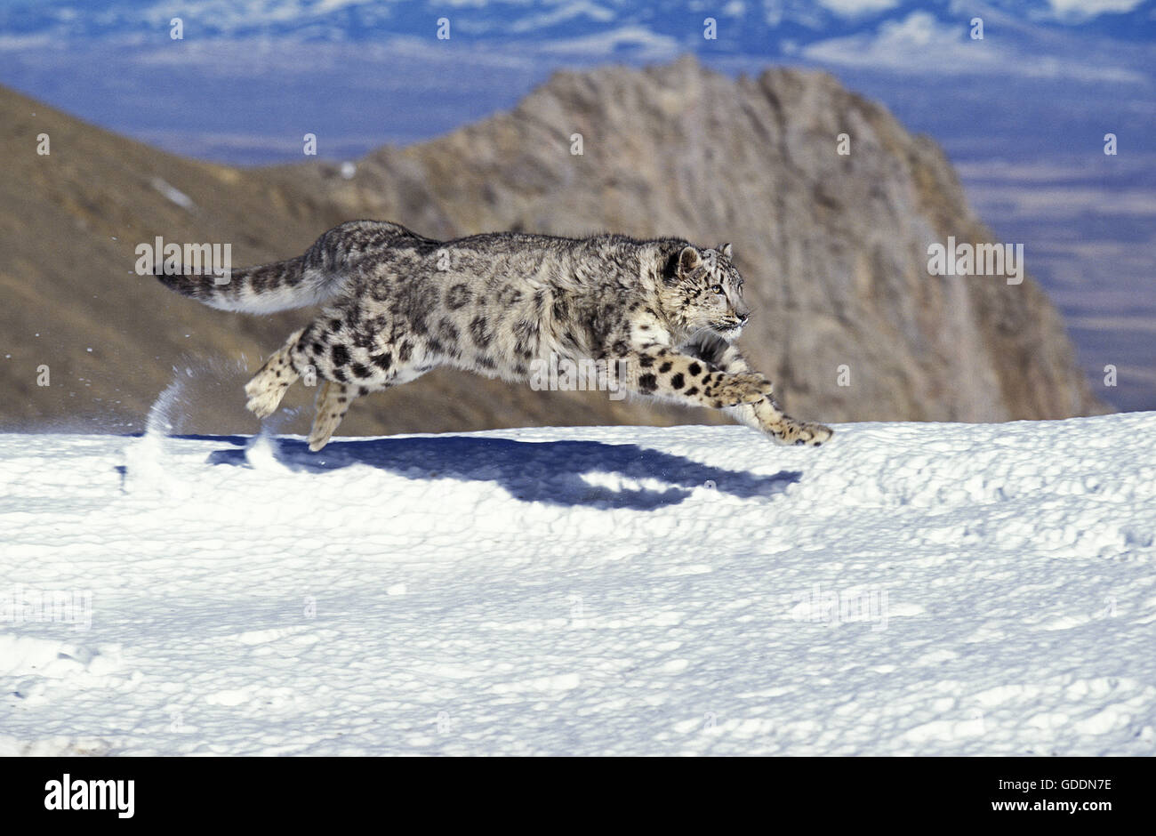 Schneeleopard oder Irbis, Uncia Uncia, Erwachsene laufen auf Schnee Stockfoto