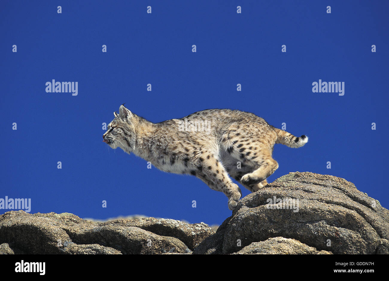 Bobcat, Lynx Rufus, Erwachsene springen von Felsen, Kanada Stockfoto
