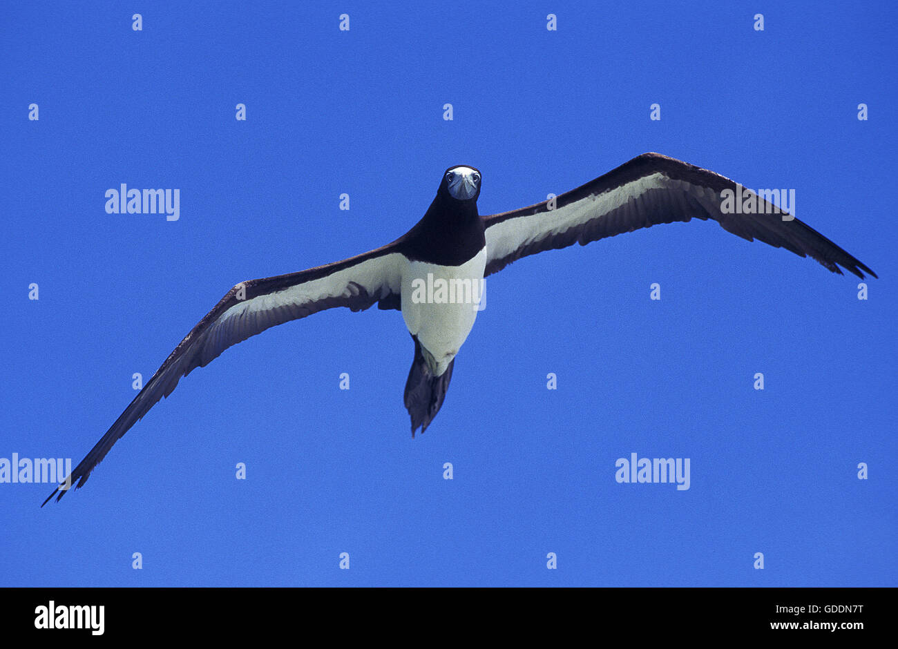 Braun Tölpel, Sula Leucogaster, Erwachsene im Flug, Australien Stockfoto