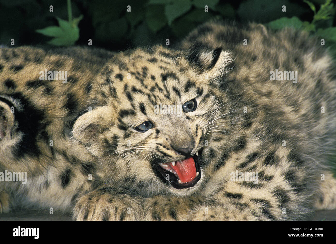 Schneeleopard oder Irbis, Uncia Uncia, Cub mit offenem Mund Stockfoto