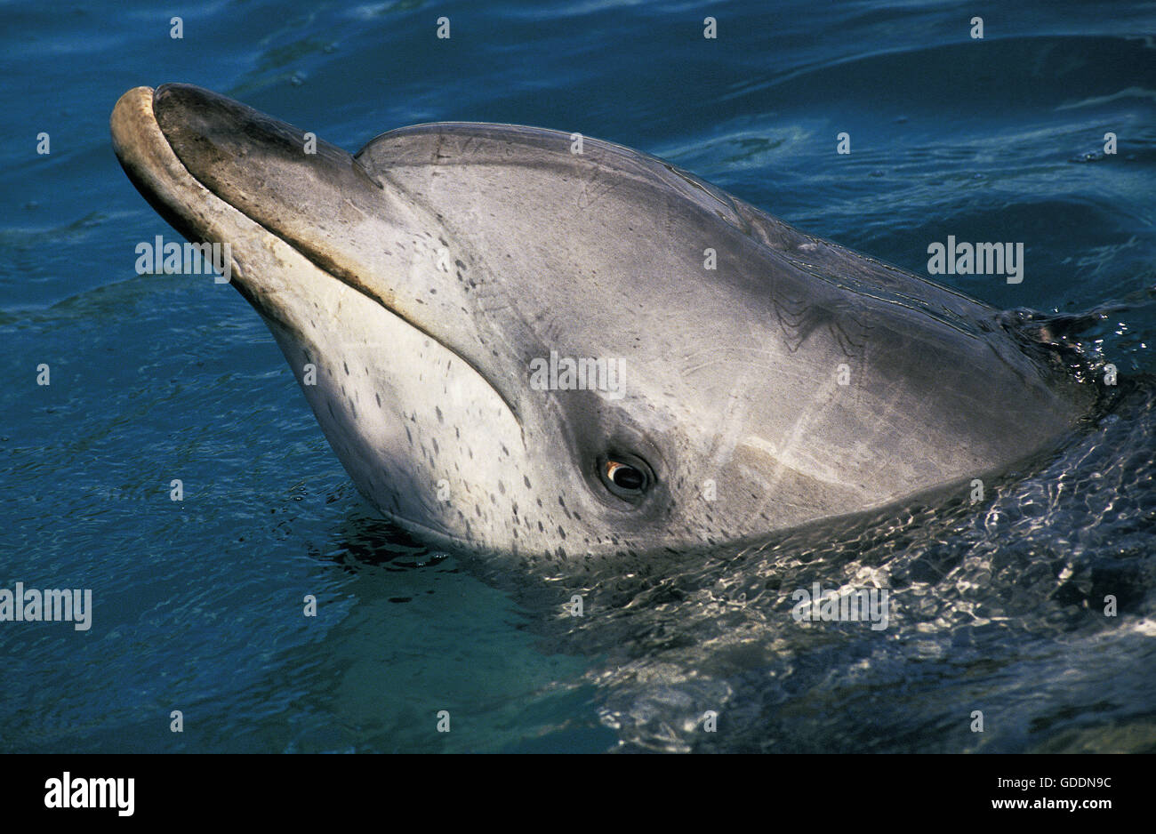 Gefleckte Delphin, Stenella Frontalis, Kopf der Erwachsenen an Oberfläche, Bahamas Stockfoto