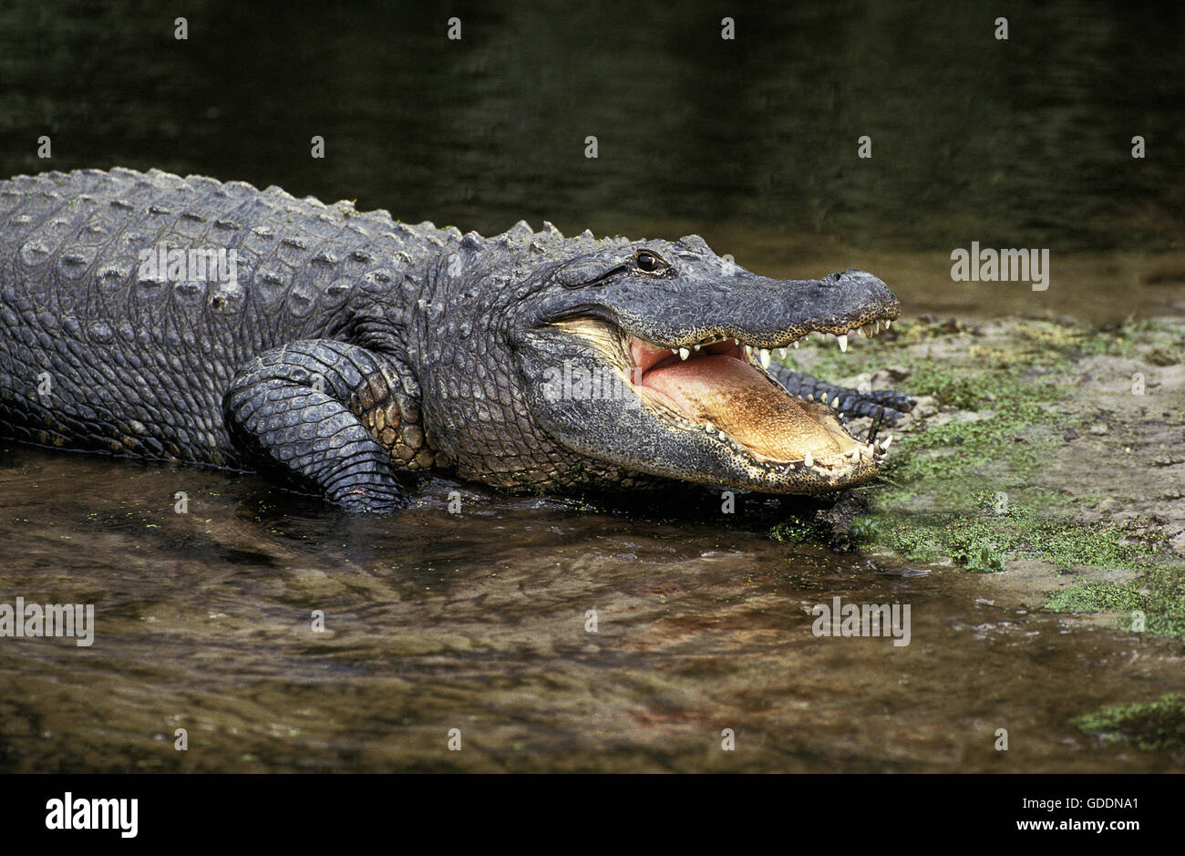 Amerikanisches Krokodil, Alligator Mississipiensis, Erwachsene mit offenen Mund Regulierung der Körpertemperatur Stockfoto