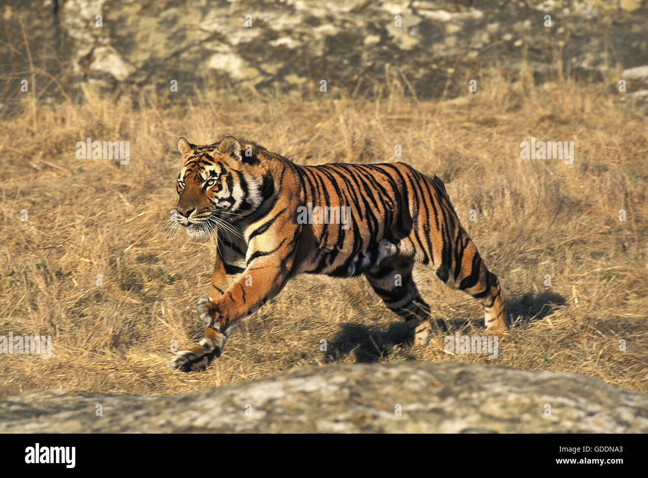 Bengal Tiger, Panthera Tigris Tigris, Erwachsenen ausgeführt Stockfoto